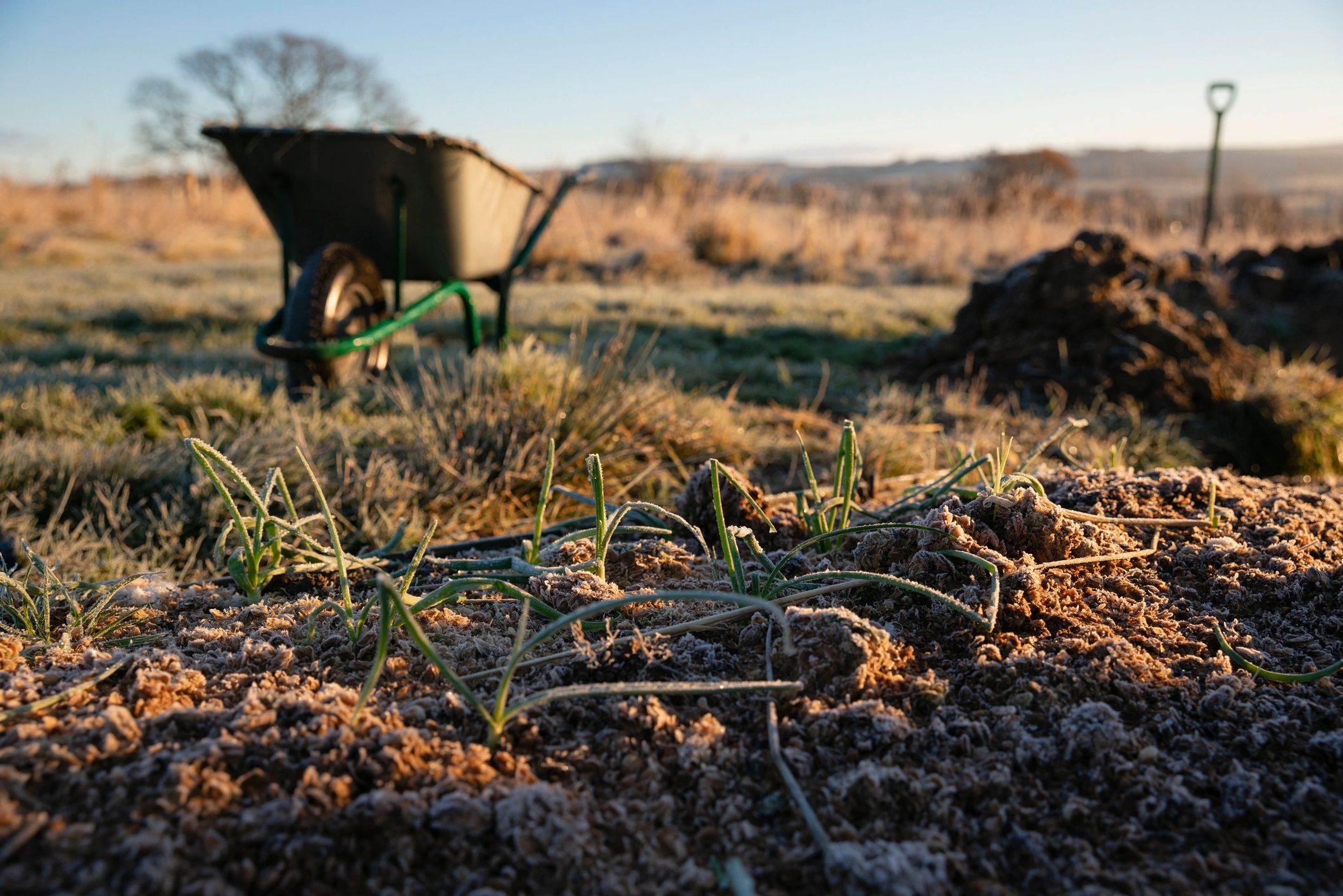 Close-up of compost and soil