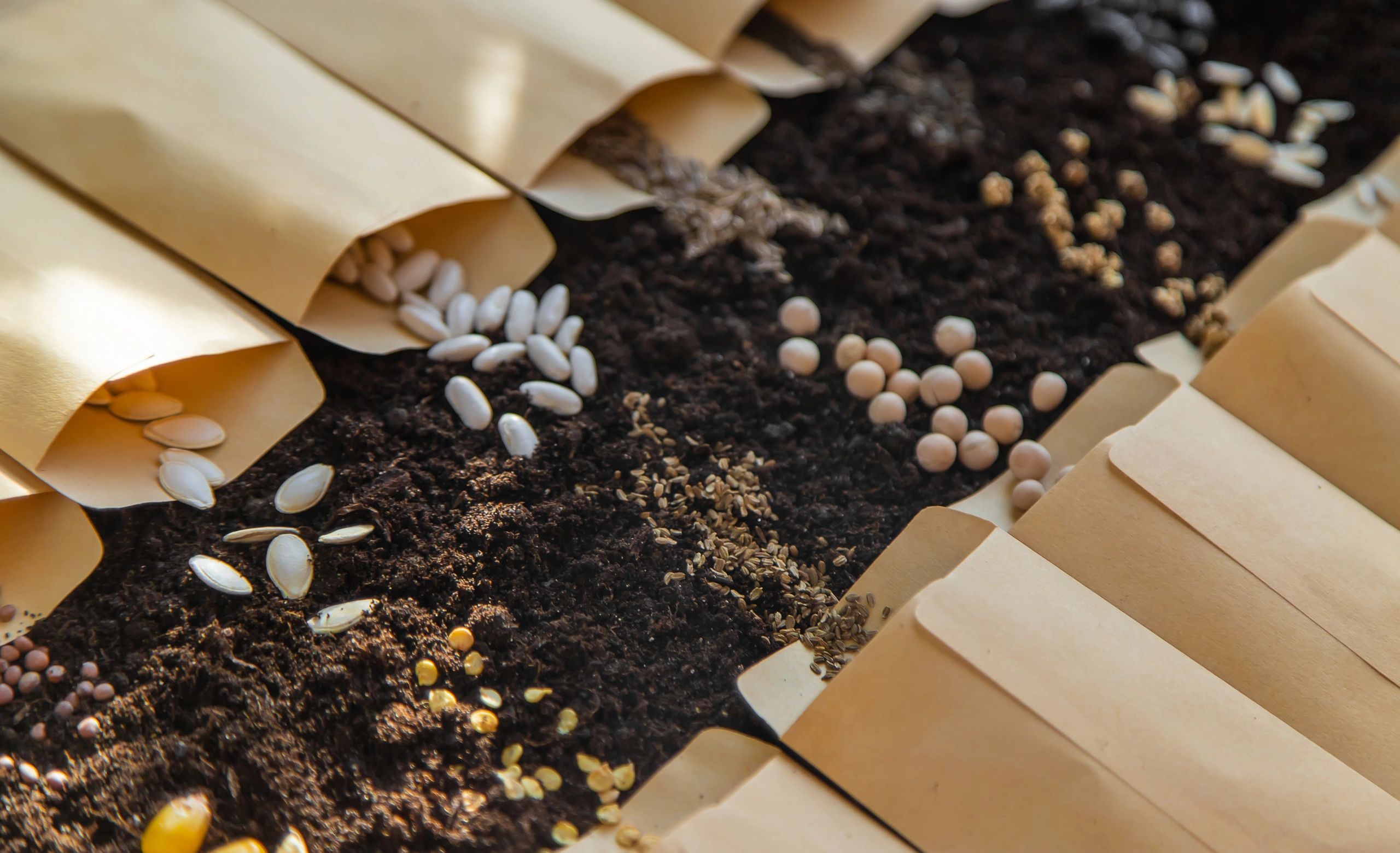 Seed packets on soil, ready for planting