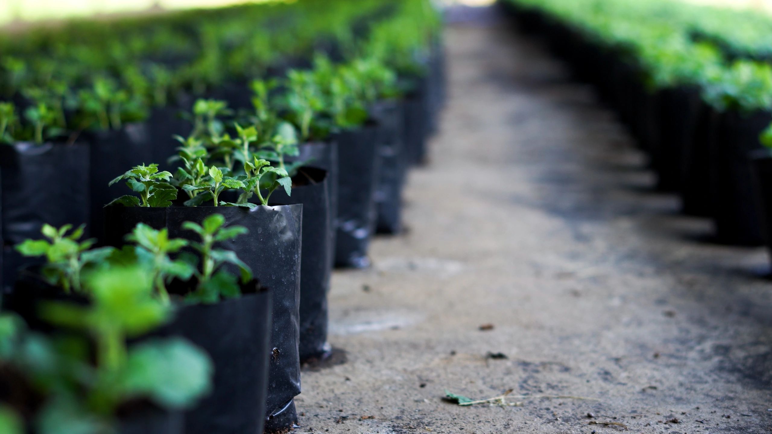 Pallets of bagged soil and mulch at a garden supply yard