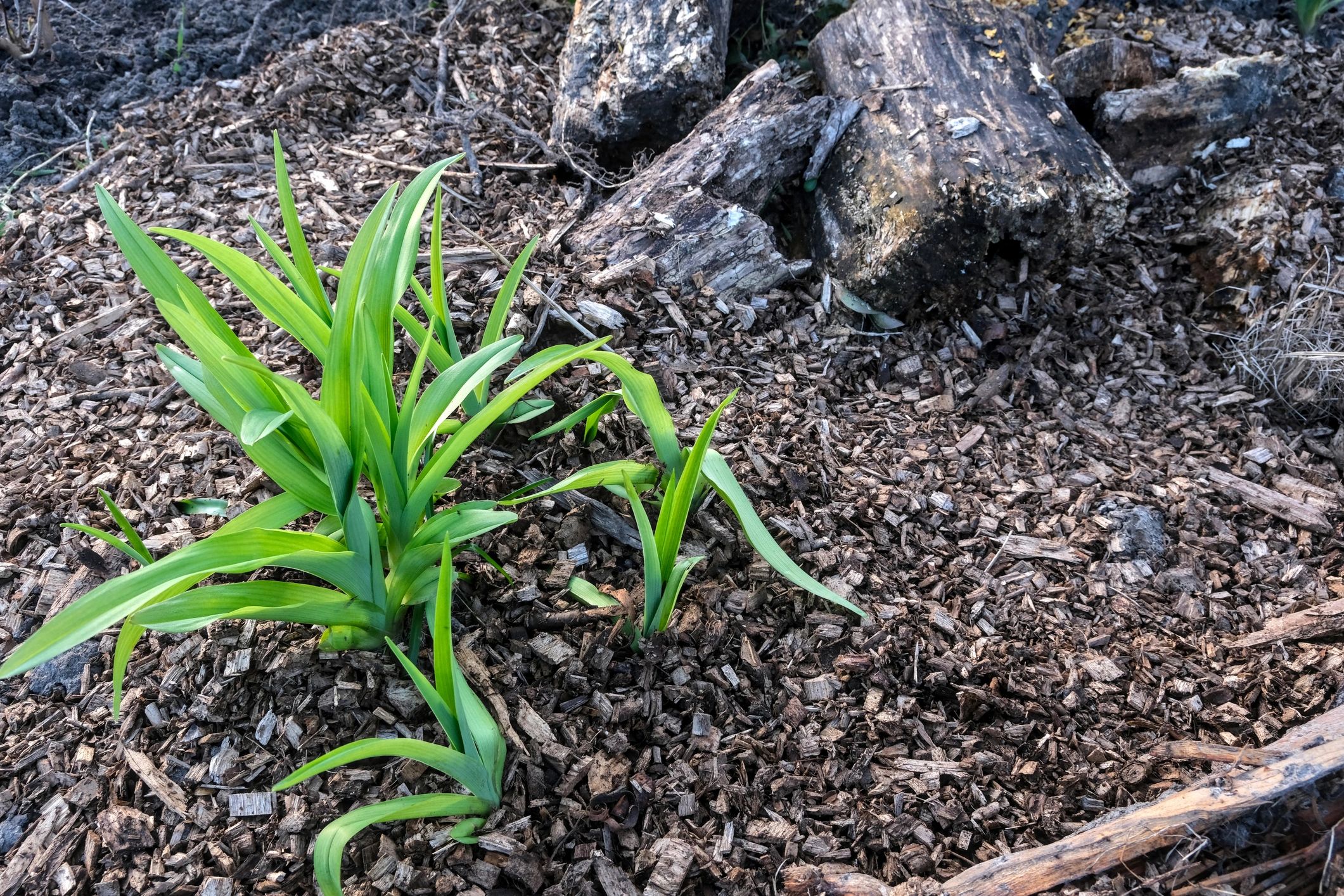 Garden plants emerging from soil